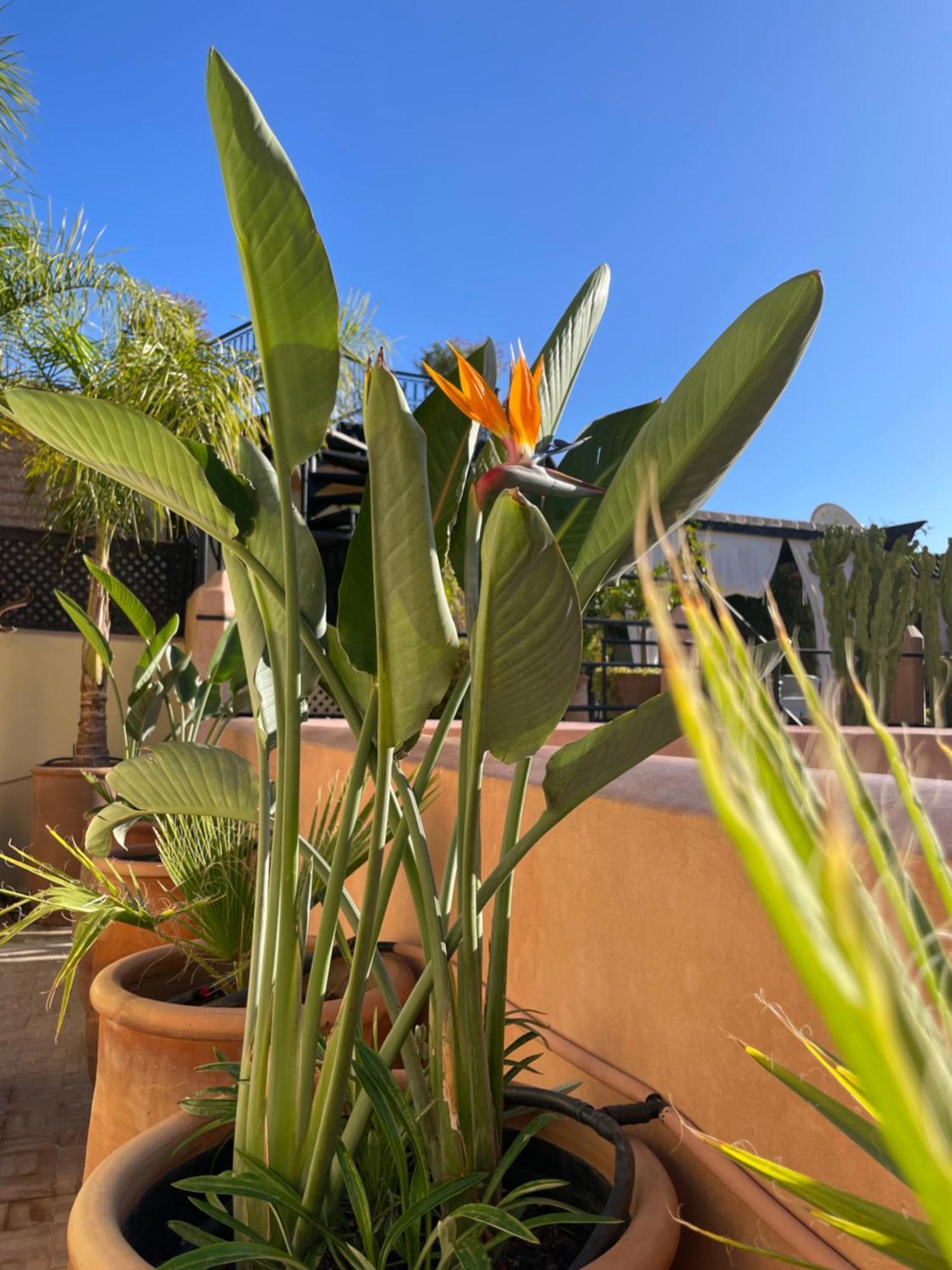 מרקש Riad Zouhour מראה חיצוני תמונה